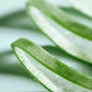BIOAQUA Aloe Vera Face Masks (5/10pcs)